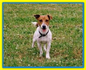 Pablo, Jack Russell Terriers