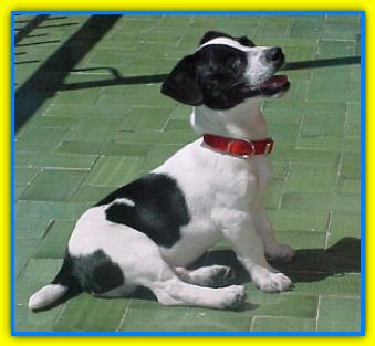 Pascal, Jack Russell Terriers