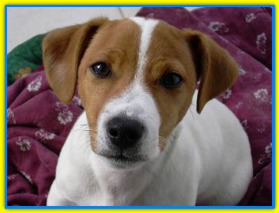 Pedro, jack Russell Terriers