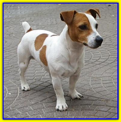 Pedro, Jack Russell Terrier