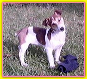 Peggy, Jack Russell Terriers