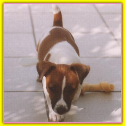 Penny, Jack Russell Terriers