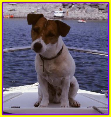 Pepe, Jack Russell