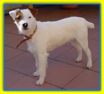 Pepe, Jack Russell Terriers