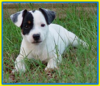 Pep�, Jack Russell Terriers