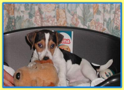 Pilo, Jack Russell Terriers
