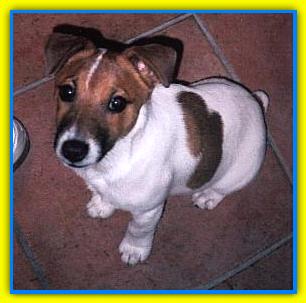 Pippo, Jack Russell Terriers