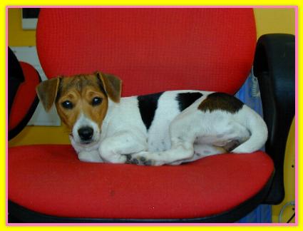 Pois, Jack Russell Terriers