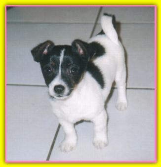 Rassy, Jack Russell Terriers
