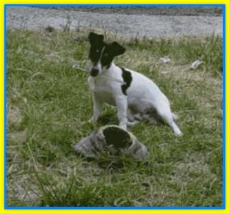 Raul, Jack Russell Terriers