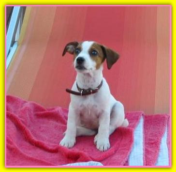 Rhoda Bianca, Jack Russell Terriers