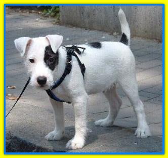 Ring, Jack Russell Terriers