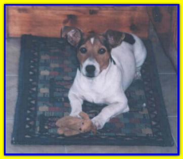 Ronny, Jack Russell Terriers