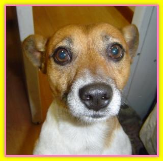 Roppo, Jack Russell Terriers
