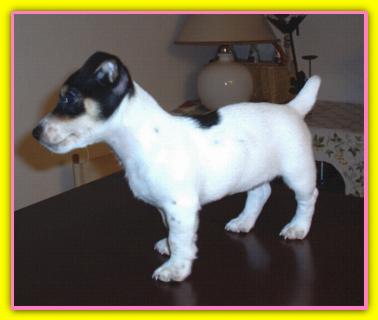 Rotti, Jack Russell Terriers