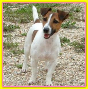 Sally, Jack Russell Terriers