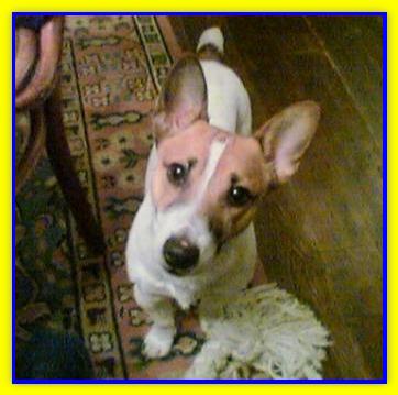 Saverio, Jack Russell Terriers