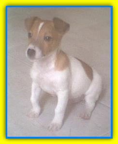 Scheggia, Jack Russell Terriers