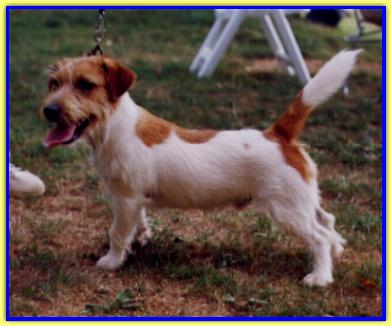 Sean, Jack Russell Terriers