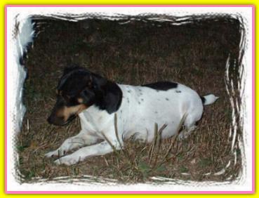 Silly, Jack Russell Terriers
