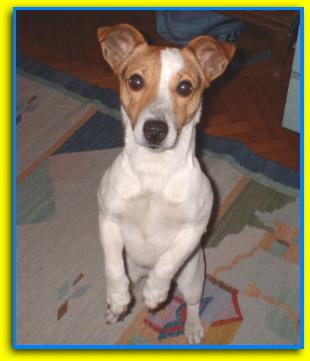 Silvio, Jack Russell Terriers