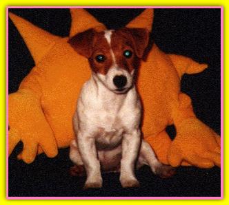 Sirya, Jack Russell Terriers