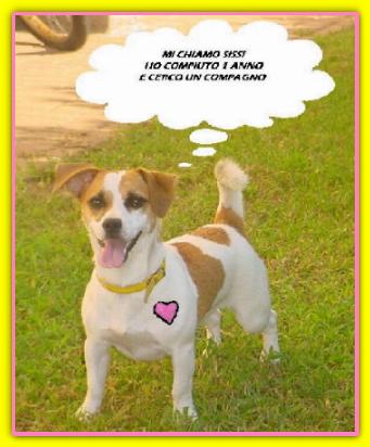 Sissi, Jack Russell Terriers