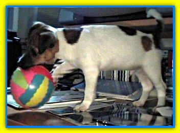 Snooky, Jack Russell Terriers