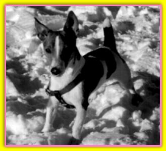 Soda, Jack Rusell Terriers