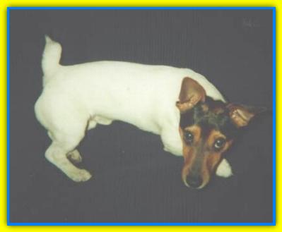 Spartaco, Jack Russell Terriers