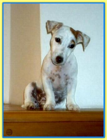 Spike, Jack Russell Terriers