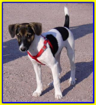 Spillo, Jack Russell Terriers