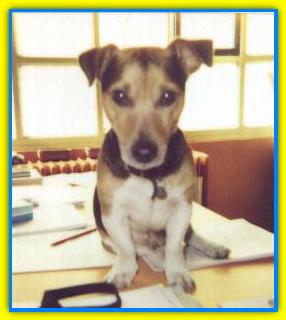 Taddeo, Jack Russell Terriers