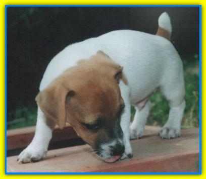 Teodoro, Jack Russell Terriers
