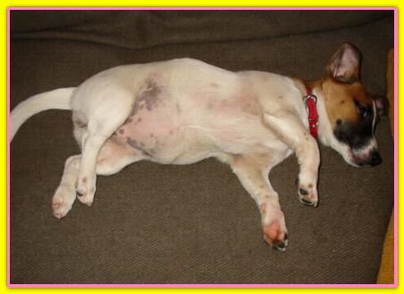 Tina, Jack Russell Terriers