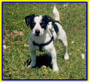 Titino, Jack Russell Terriers