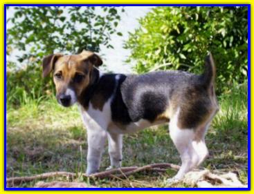 Tito, Jack Russell Terriers