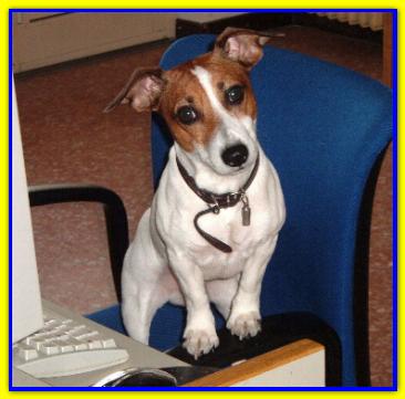Tommy Sparky Junior, Jack Russell Terrier