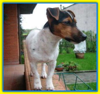 Tot�, Jack Russell Terriers