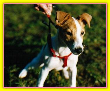 Trilly, Jack Russell Terriers