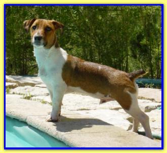 Troy, Jack Russell Terriers