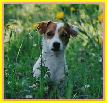 Trudy, Jack Russell Terriers
