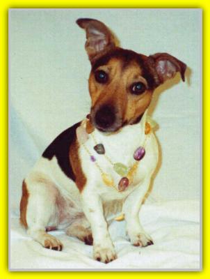 Twinny, Jack Russell Terriers