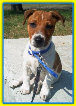 Ugo, Jack Russell Terriers