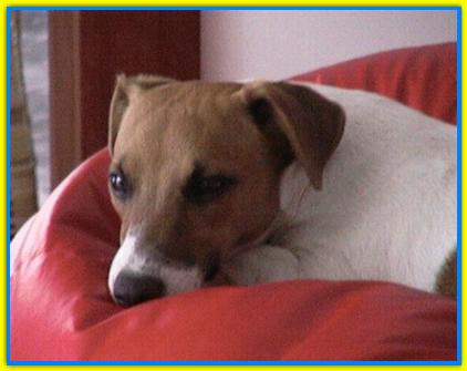 Ugo, Jack Russell Terriers