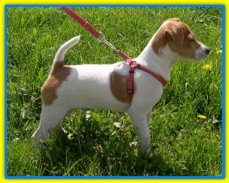 Willy Baf, jack Russell Terriers