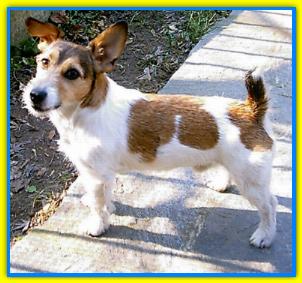 Willy, Jack Russell Terriers