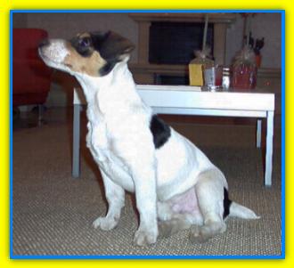 Woody, Jack Russell Terriers