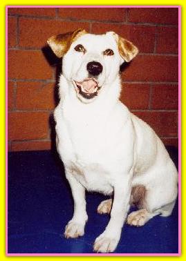 Zoe, Jack Russell Terriers