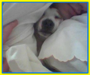 JJ, Jack Russell Terriers